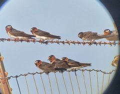 Petrochelidon pyrrhonota