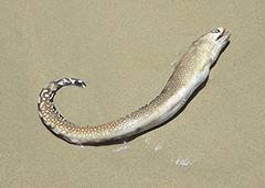 Gymnothorax nigromarginatus