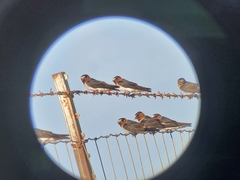 Petrochelidon pyrrhonota