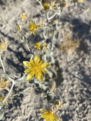 Mentzelia leucophylla