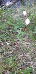Eriophorum latifolium