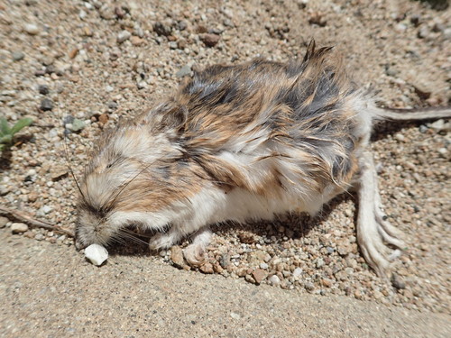 Dipodomys agilis