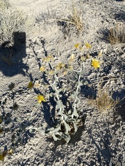 Mentzelia leucophylla