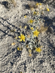 Mentzelia leucophylla