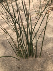Juncus mexicanus