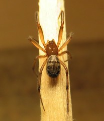 Enoplognatha marmorata