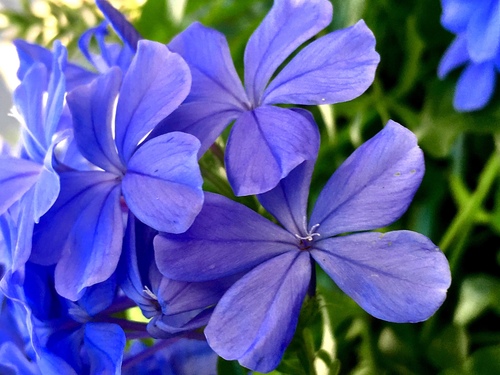 Plumbago auriculata