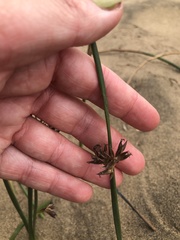 Juncus mexicanus