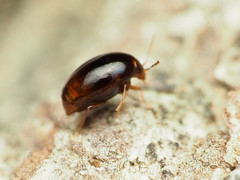 Scaphidiinae
