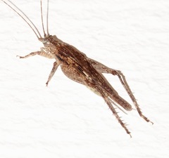 Aphonoides