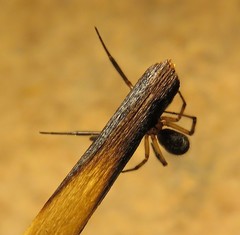 Enoplognatha marmorata