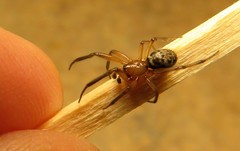 Enoplognatha marmorata