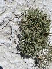 Ivesia kingii eremica
