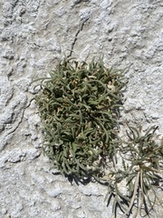 Ivesia kingii eremica