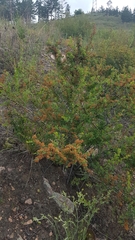 Spiraea aquilegifolia