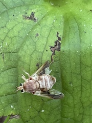 Goniops chrysocoma