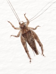 Aphonoides