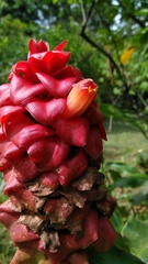 Costus lima