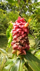 Costus lima