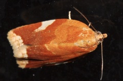 Clepsis persicana