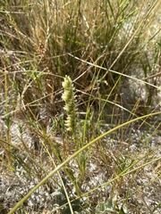 Spiranthes infernalis