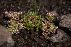 Crassula peploides