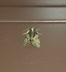 Chytonix palliatricula