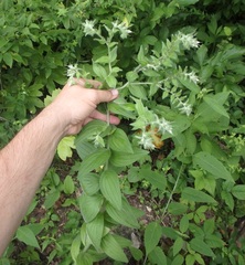 Lithospermum parviflorum