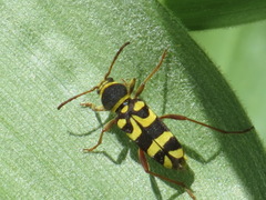 Clytus planifrons