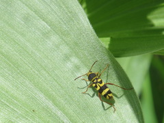 Clytus planifrons