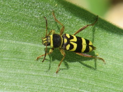 Clytus planifrons