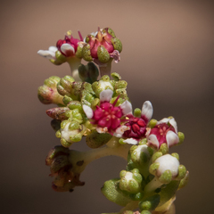 Crassula peploides