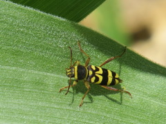 Clytus planifrons