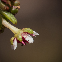 Crassula peploides