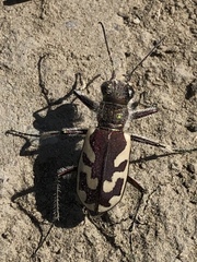 Cicindela lengi versuta