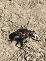 Cicindela lengi versuta