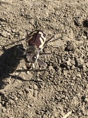 Cicindela lengi versuta
