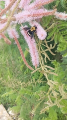 Bombus steindachneri