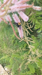 Bombus steindachneri