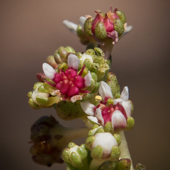 Crassula peploides