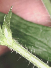 Geum macrophyllum perincisum