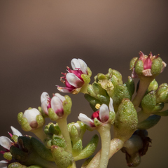 Crassula peploides