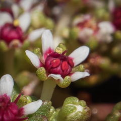 Crassula peploides