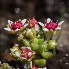 Crassula peploides