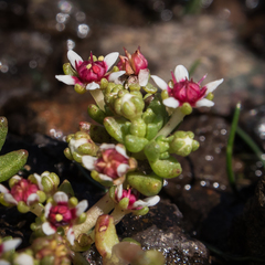 Crassula peploides