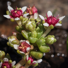 Crassula peploides