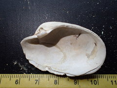 Platyodon cancellatus image