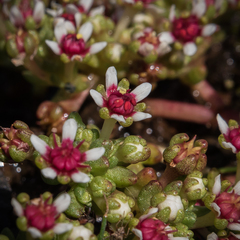 Crassula peploides