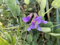 Lathyrus japonicus