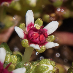 Crassula peploides